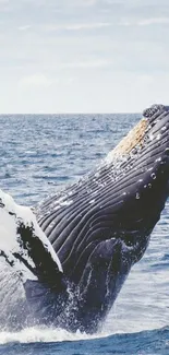 Whale breaching the ocean surface in a stunning natural scene.