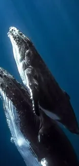 Two majestic whales swimming underwater.