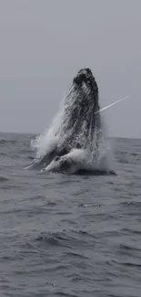 Whale breaching in the ocean against a grey sky, splashing water dramatically.