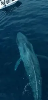 Majestic whale swims near boat in the ocean, showcasing nature's beauty.