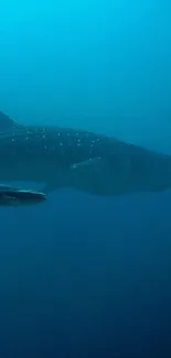 Whale shark swimming in deep blue ocean waters.