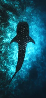 A majestic whale shark swimming in deep ocean waters with blue hues.