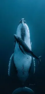 A mother and calf whale swim gracefully underwater in deep blue sea.