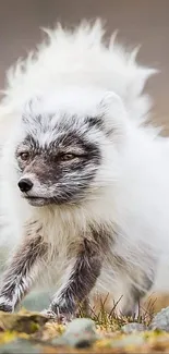 Majestic white Arctic fox in natural habitat, showcasing stunning wildlife beauty.