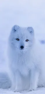 White Arctic fox sitting on snow in serene landscape.