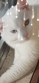 White cat with unique eye colors lounging in sunlight by a window.