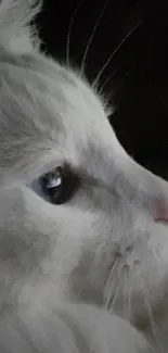 Profile of a majestic white cat with blue eyes in a serene setting.