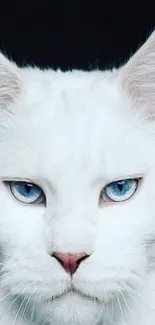 Majestic white cat with blue eyes mobile wallpaper.