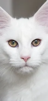 White cat with green eyes in a close-up portrait.