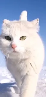 Majestic white cat walking in snowy landscape under blue sky.