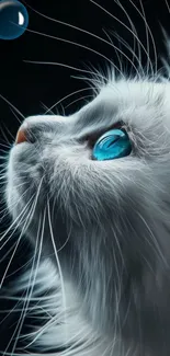 White cat with blue eyes on a dark background, gazing at a bubble.