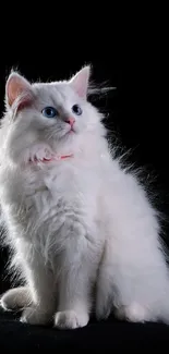 Elegant white cat with blue eyes on a black background.