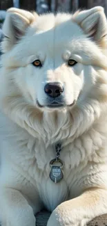 Majestic white dog lying in snowy forest background.