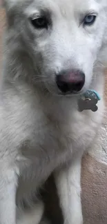 White dog with blue eyes sitting calmly.