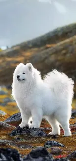 A majestic white dog on a rocky landscape.