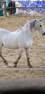 White horse in sandy paddock mobile wallpaper.