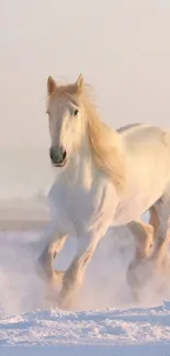 White horse galloping through a snowy landscape, showcasing nature's elegance.