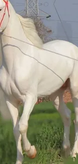 Majestic white horse standing in a lush green field, perfect for a serene phone wallpaper.