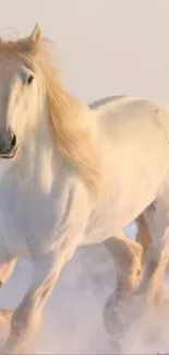 Majestic white horse galloping through snowy landscape.