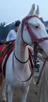 White horse with red saddle in calm outdoor setting.