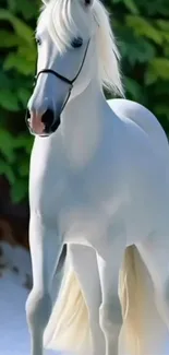 Majestic white horse standing gracefully.