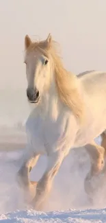 Majestic white horse galloping through snow in a serene winter landscape.