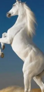 Majestic white horse rearing against a blue sky backdrop.