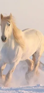 Majestic white horse galloping through snowy landscape wallpaper.