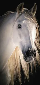 Majestic white horse with flowing mane on black background.