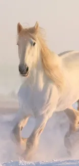 Majestic white horse running through snow