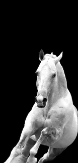 Dynamic white horse on black background wallpaper.