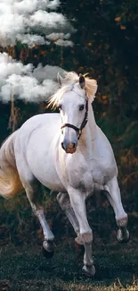 Majestic white horse gallops through a lush, wooded landscape.