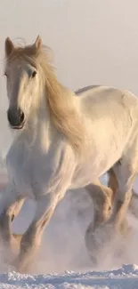 Majestic white horse galloping through snow.