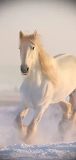 Majestic white horse running in snowy field wallpaper.