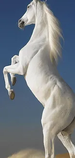 Majestic white horse rearing in desert landscape with blue sky.