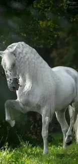 A majestic white horse in a lush green forest setting.