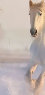 Majestic white horse galloping in snow.