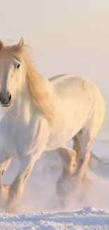 Majestic white horse galloping in snow.