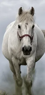 White horse in a cloudy landscape, evoking serenity and elegance.