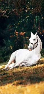 White horse lying in autumn forest with vibrant leaves.