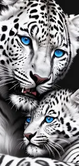 White leopard family with blue eyes on a black background wallpaper.