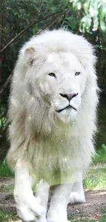 A majestic white lion walking in a green forest setting.