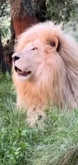 Majestic white lion sitting in a lush green wilderness.