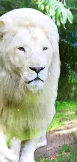 Majestic white lion in a green forest backdrop.