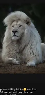 Majestic white lion resting in the wild, with a lush mane and regal pose.