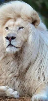 Majestic white lion in a calm pose, perfect for mobile wallpaper.