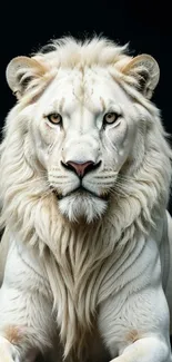 Majestic white lion with flowing mane against a soft dark background.