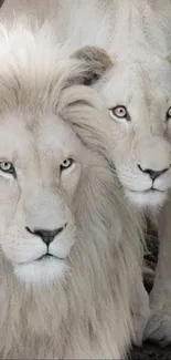 White lions in a serene wildlife setting.