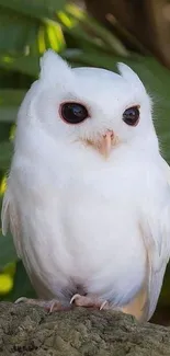 Majestic white owl in a lush green forest setting.