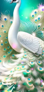 Majestic white peacock with vibrant feathers on a blue green background.